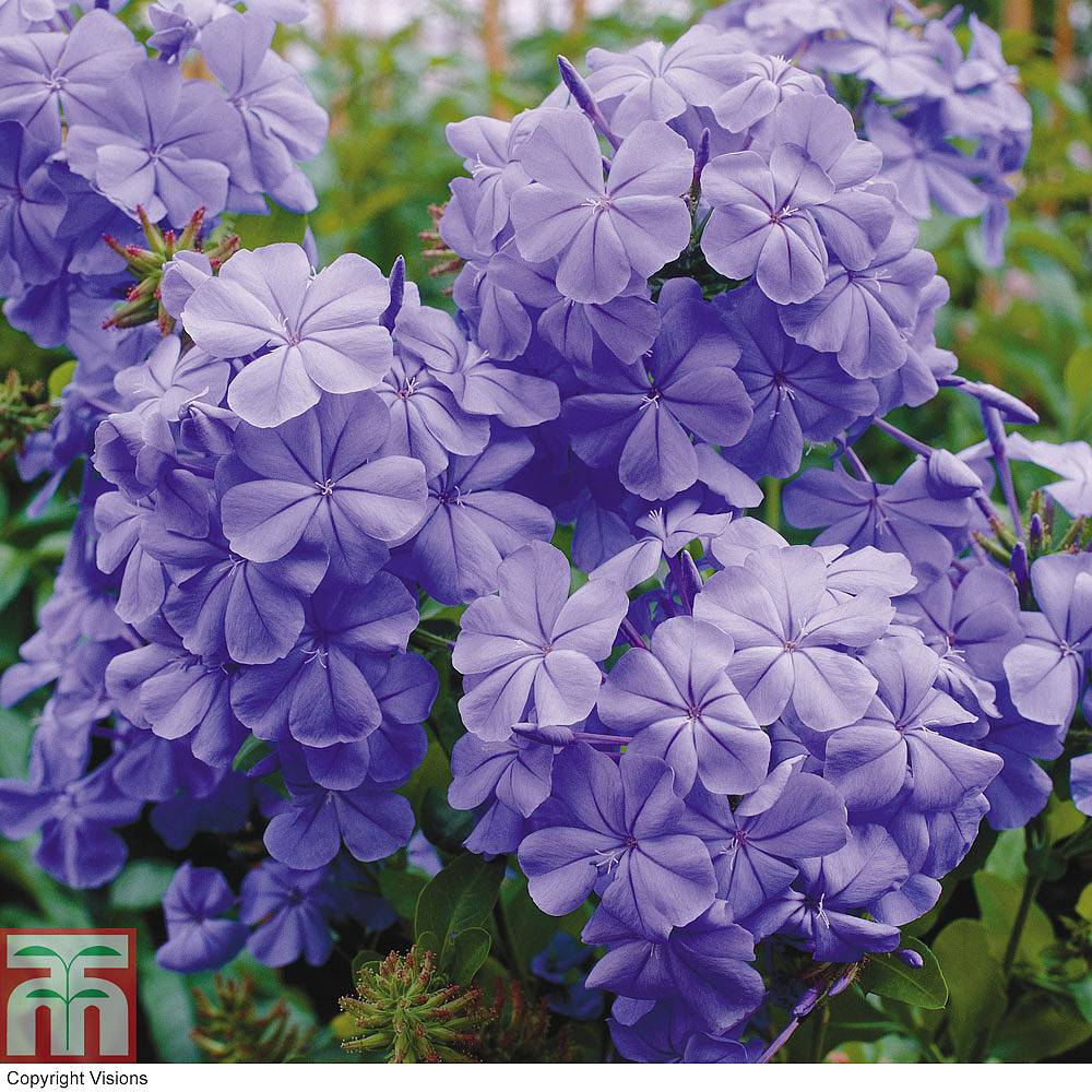 Plumbago Plants For Sale