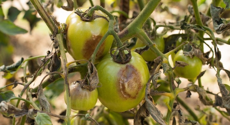 Potato and Tomato Blight | Garden Pests & Diseases | Gardening Tips ...