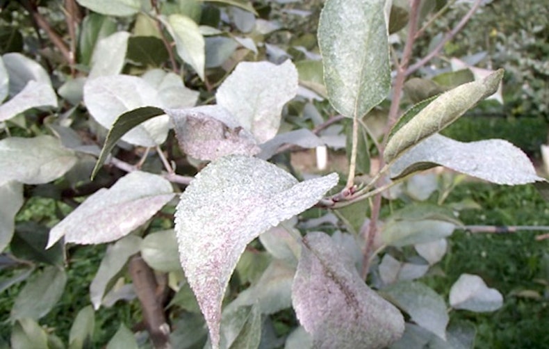 Silver Leaf Fungus, Garden Pests & Diseases