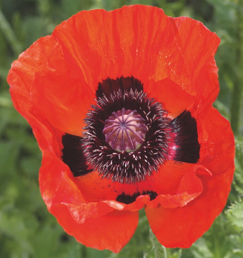 How To Grow Poppies In Your Garden Thompson And Morgan