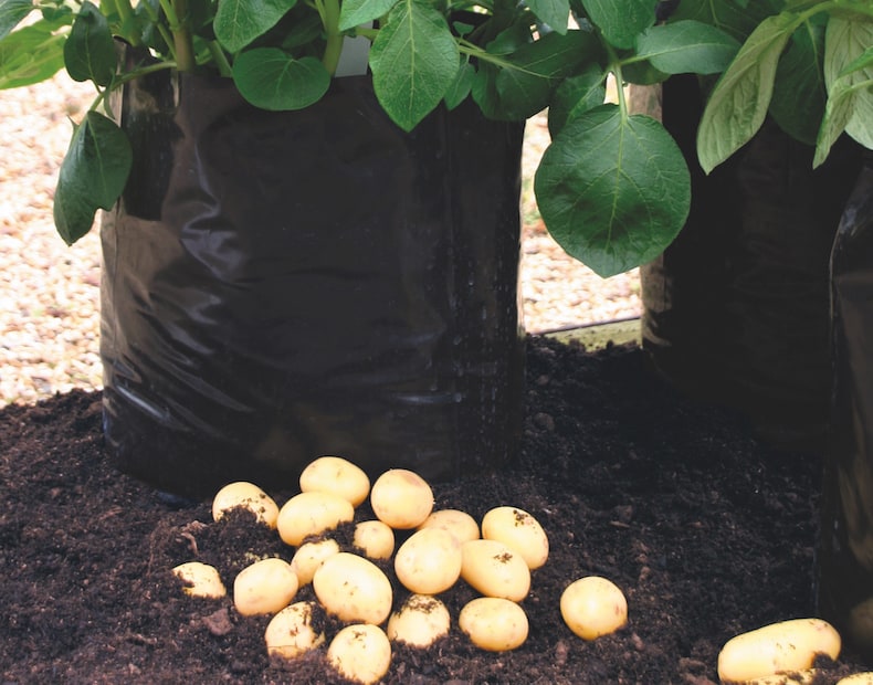 Growing Potatoes in Plastic Bags the Cheap & Easy Way 