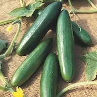 Four cucumbers on burlap