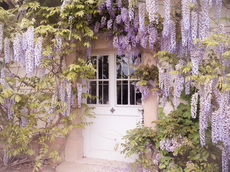 wisteria overhanging a white door