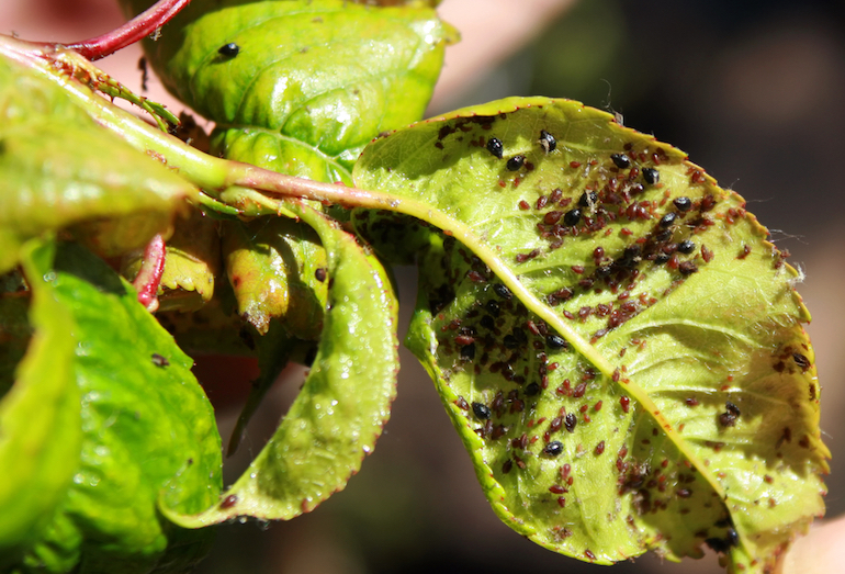 Cherry Aphids | Garden Pests & Diseases | Gardening Tips | Thompson & Morgan