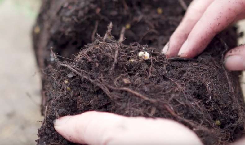 https://www.thompson-morgan.com/static-images/master/static-images/pests/vine-weevils/grubs-on-vine-weevils-in-soil.jpg