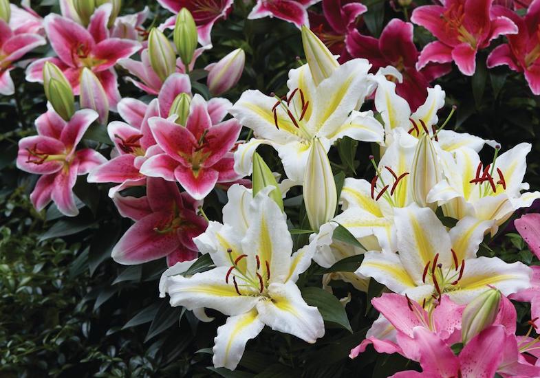 Lilly in bloom yellow and white flowers and pink flowers