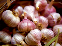 NEW Garlic Sicilian Red