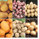 Baby New Potato Collection - Save �3.35