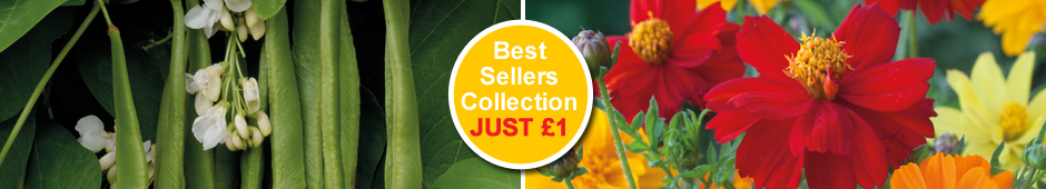 Best Sellers Seed Collection - Includes New & Exclusive Runner Bean Moonlight and Cosmos 'Brightness Mixed'