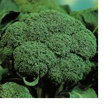 Broccoli for healthy eyes