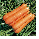 Carrots for healthy eyes