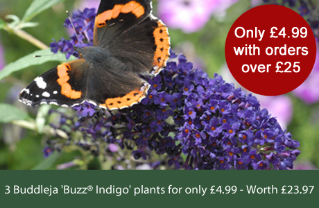 Buddleja Buzz Indigo - Only £4.99 with orders over £25