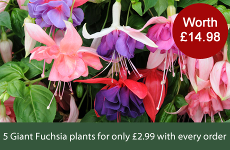 1 Fuchsia Giant Flowered Collection with every order