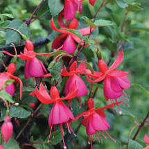 Fuchsia 'Pink Fizz'