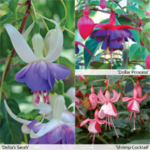 Fuchsia Hardy Collection