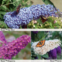 Buddleja 'Buzz'™ Special Offer