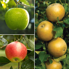 Family Apple Tree