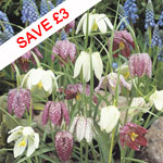 Fritillaria meleagris