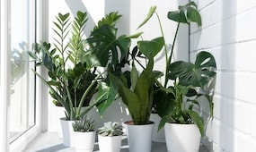 top 10 easiest houseplants