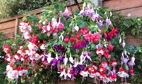 Top 10 Fuchsias