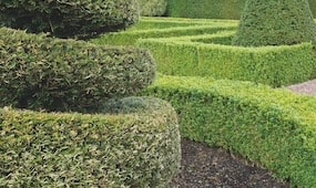 How To Choose The Best Hedge