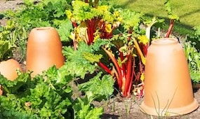 How to force rhubarb and the best early varieties