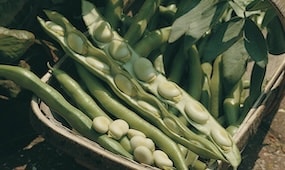 How To Grow Beans And Peas From Seed