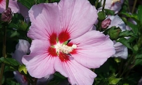 How to Plant Hibiscus