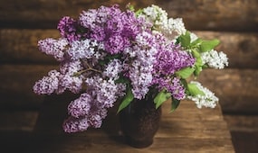 How To Grow Lilacs