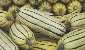 How to grow marrows, courgettes and squashes from seed