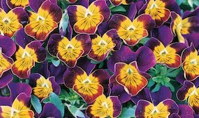 How to grow pansies from seed