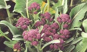 How To Grow Purple Sprouting Broccoli