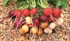 How To Grow Radishes