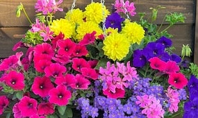 How To Plant Hanging Baskets & Containers