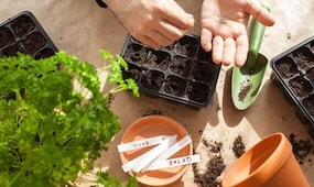 How To Sow Seeds Successfully