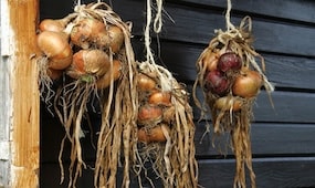 How To Store Vegetables