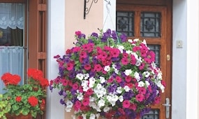 Top 10 Summer Hanging Basket Tips