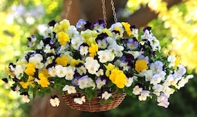 Top 10 Winter Hanging Basket Tips<