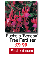 Fuchsia Beacon