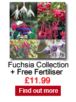 Fuchsia Collection