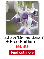 Fuchsia Deltas Sarah