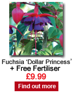 Fuchsia 'Dollar Princess'