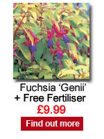 Fuchsia 'Genii'