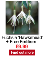 Fuchsia Hawkshead