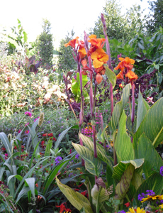 Great Dixter House & Gardens