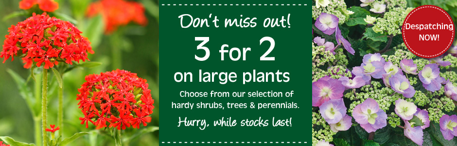 Buy Plants, Seeds, Fruit Trees & Seed Potatoes | Thompson & Morgan