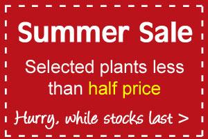 Selected plants less than half price in our SUMMER SALE