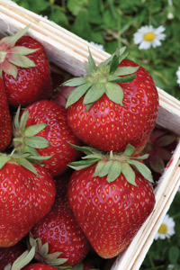 Growing Strawberries Indoors