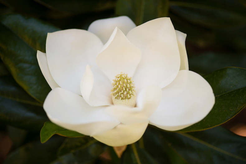 How to grow magnolias | Thompson & Morgan