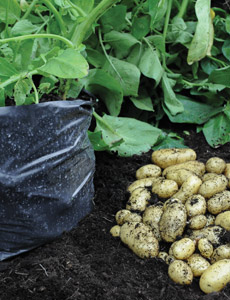 How to grow potatoes in bags Thompson &amp; Morgan